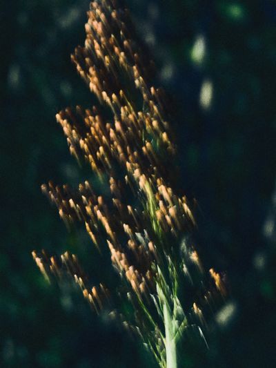 Single grass seed-head in low evening sun.