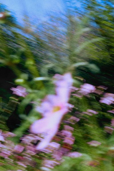 Soft motion-blur of pink flowers among green foliage.
