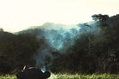 Misty rainforest valley at dawn, silhouette in the foreground, palms catching first light.