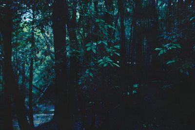 Dark forest trunks at dusk with a few green leaves catching the light.