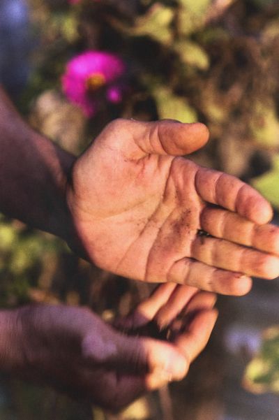 Open hands with soil and seeds, pink flowers blurred behind.