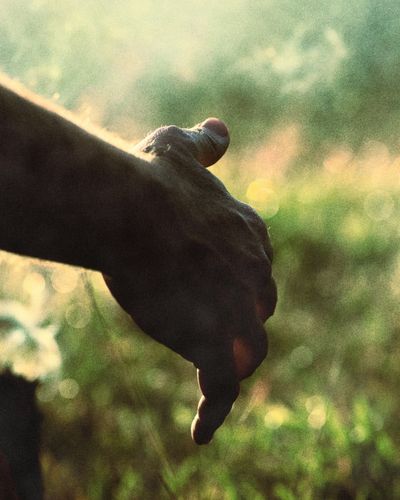 A weathered hand reaches out over sunlit grass in hazy morning light.