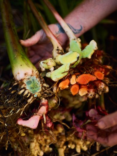 Fresh-pulled ginger and turmeric rhizomes cradled in hands.